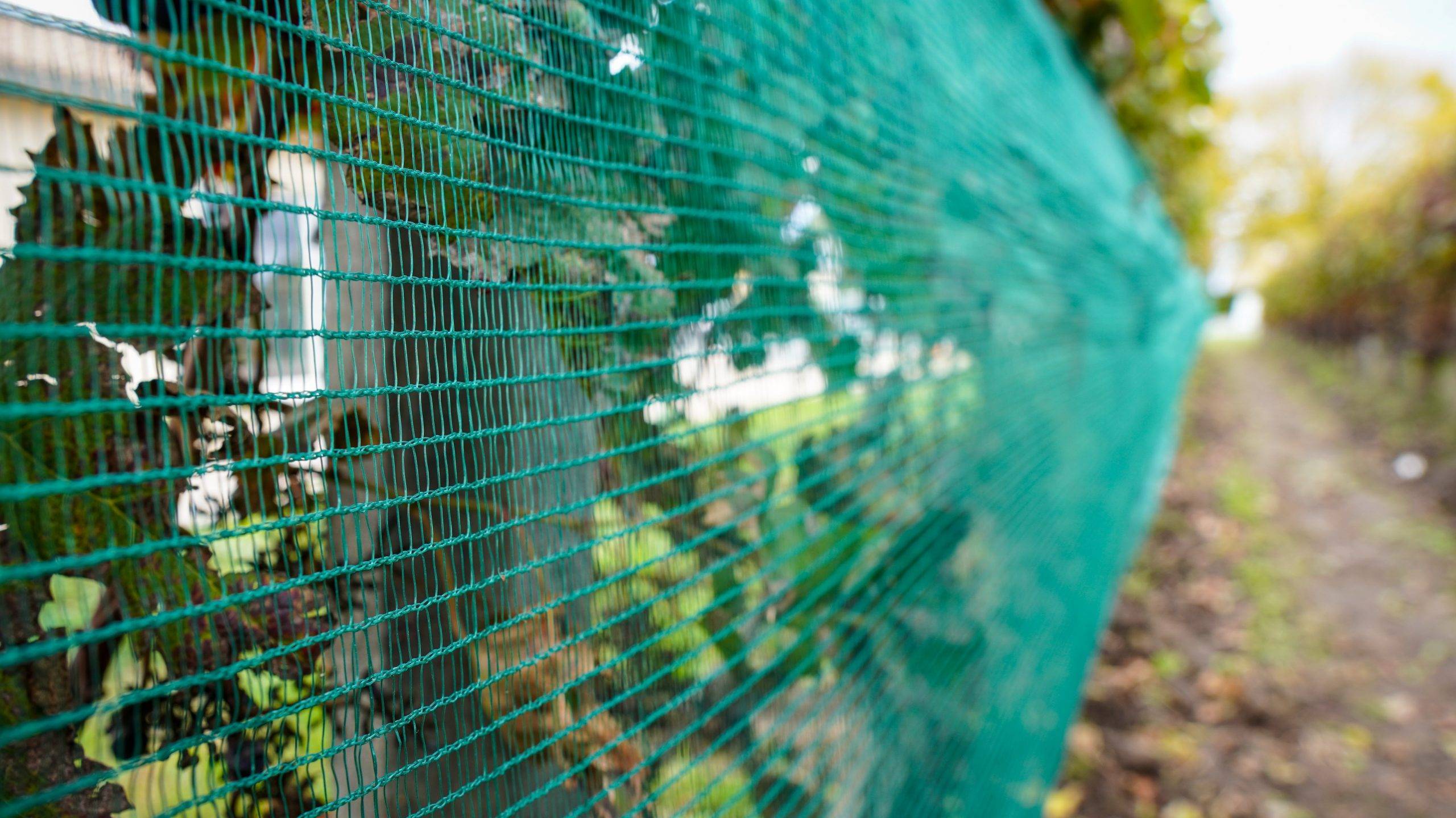 Arrigoni-EMIS_Iride Bayco